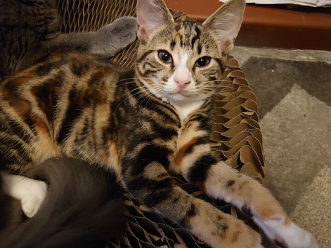 Female kitten