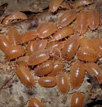 Orange Porcellio Laevis