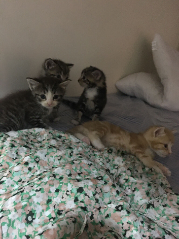 Kitten for sale