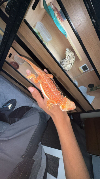 Red hypo bearded dragon