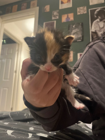 6 beautiful kittens ready for new homes