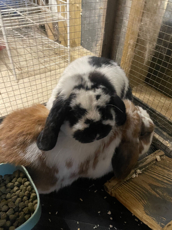 2 male rabbits