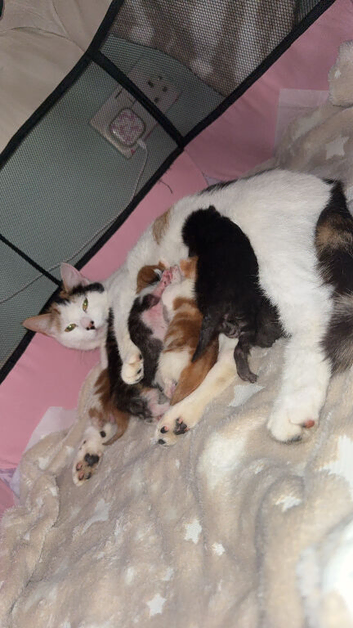 Kittens for sale