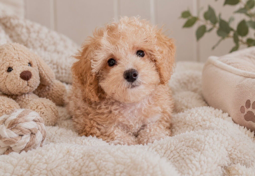 Beautiful Apricot Toy Maltipoo Girl Ready Now!