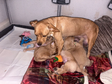Puppy for sale