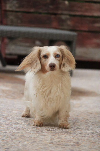 Miniature dachshund