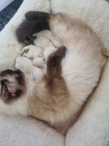 4 beautiful pure Ragdoll kittens