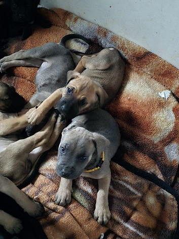 Cane corso puppies looking for their forever home