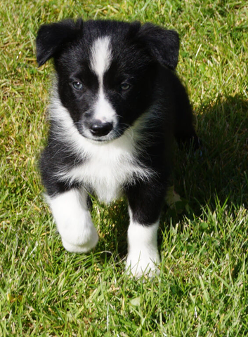Top quality Border Collie Pups