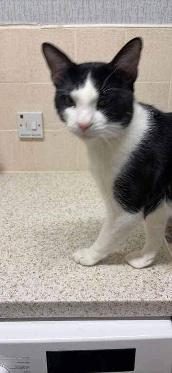 Male cat