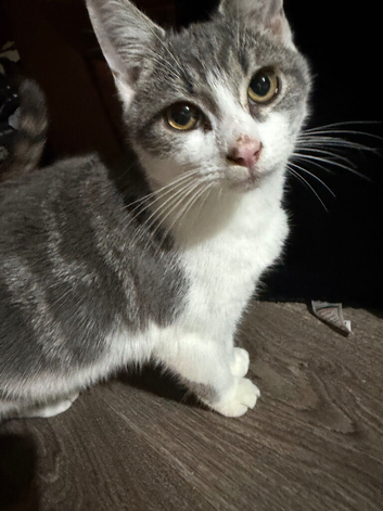 Kittens available for rehome