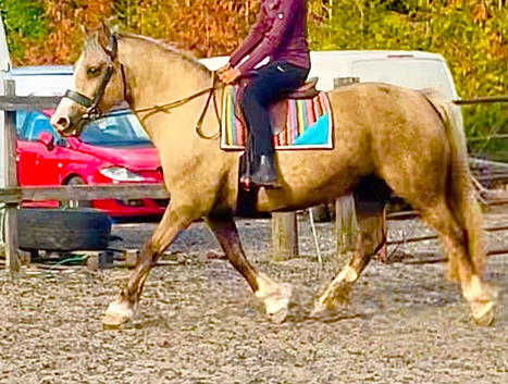 Bombproof happy hacker