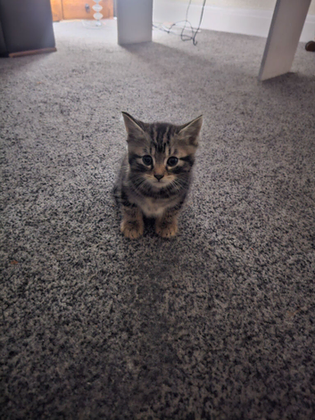 Kittens