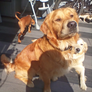 Proven IF dark golden retriever