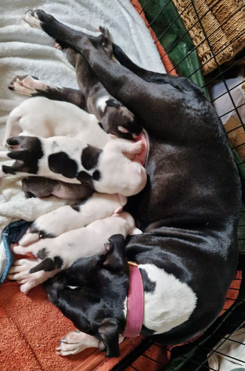 7 beautiful long-legged staffie pups