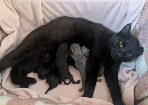 Adorable Domestic Shorthair Kittens with Quality fur