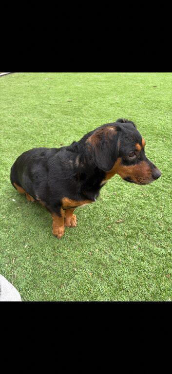 Duchweiler female is looking for a new home
