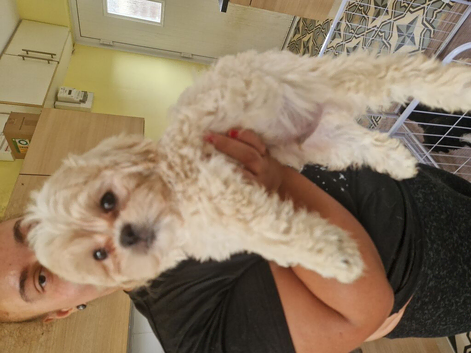 Gorgeous shih poo puppies for sale