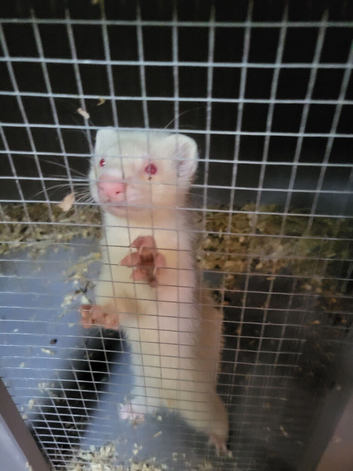 Albino hob