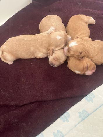 2 cavapoo puppies for sale