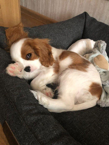 4 stunning cockapoo puppies for sale