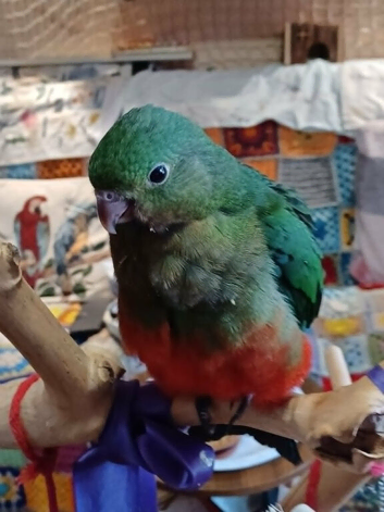 Male Australian King Parrot