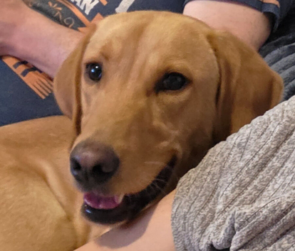 Gorgeous Fox Red Labrador - 11 months