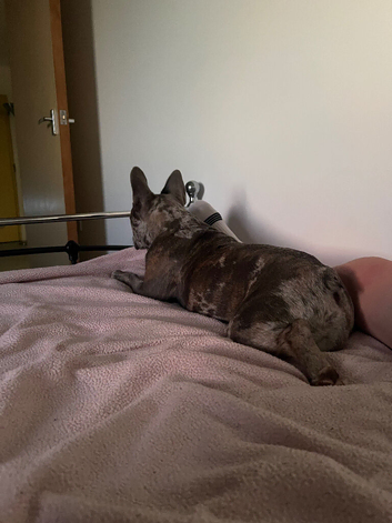 Peach a 5 year old frenchie