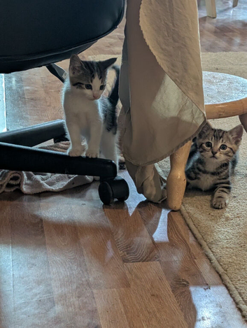 Kittens