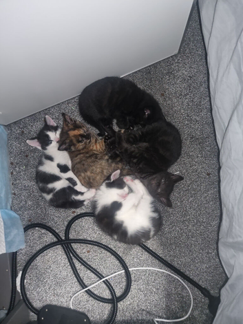 Beautiful mixed kittens for sale