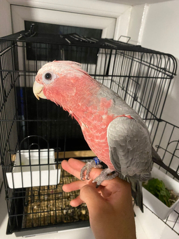 Handrewred super tame baby