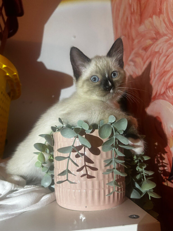 Two stunning Siamese snowshoe kittens