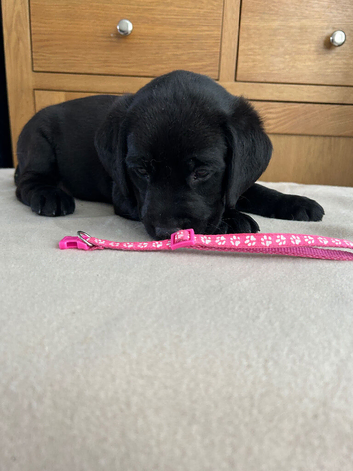 Black Labradors for sale - Pedigree and KC registered