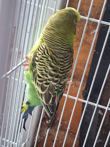 Budgies for sale