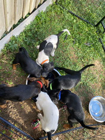 Beautiful litter looking for there forever homes