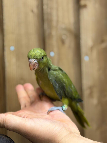 Baby ringneck parrot