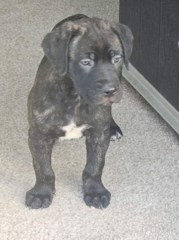 Last cane corso puppy