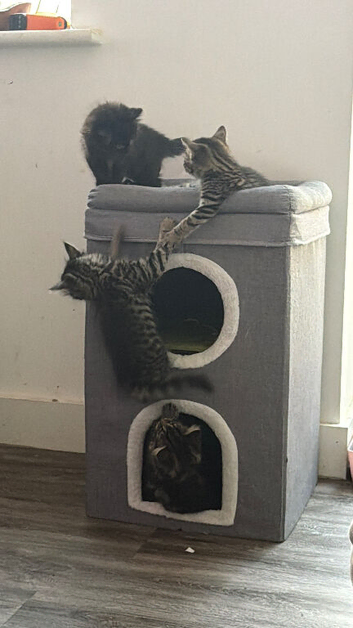 Ready tomorrow adorable kittens