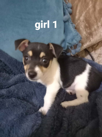 Jack Russell puppies for sale
