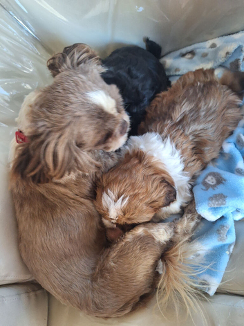 Shihzu pups