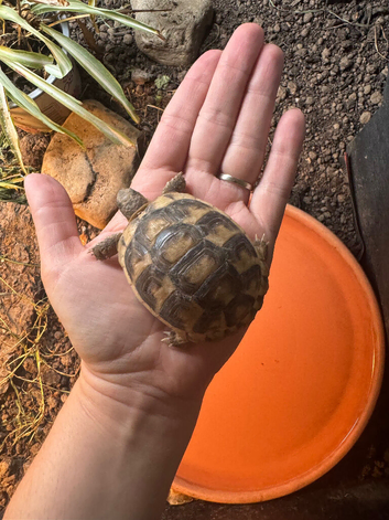Marginated tortoise 2025 hatchlings for sale