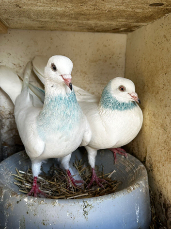 4 pigeons for sale