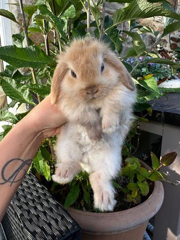 Mini Lop Baby&rsquo;s
