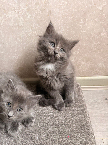 Beautiful fluffy Ragcoon kittens