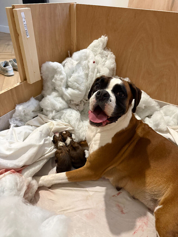 3 boy Boxer puppies for sale