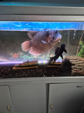 18inch gourami.  12inch shark
