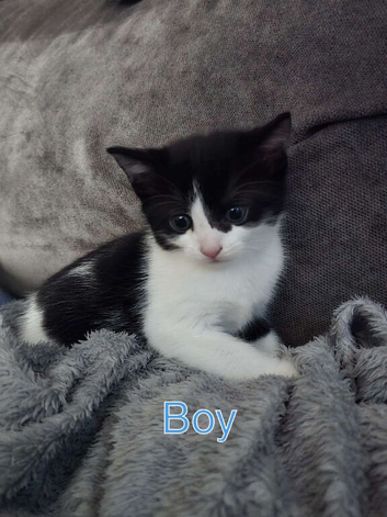 Kittens