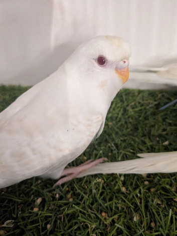 Quality budgies
