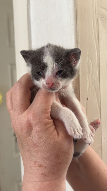 Kittens