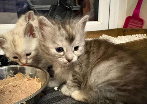 Bengal Cross Kittens - AVAILABLE NOW